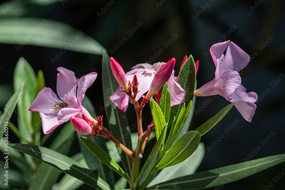 Close up pink (Oleander Nerium) flower in nature garden Close up pink (Oleander Nerium) flower in nature garden