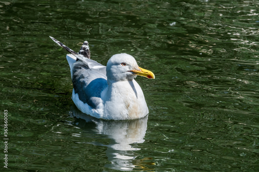Herring Gull (Larus argentatus) in park, Russia Herring Gull (Larus argentatus) in park, Russia