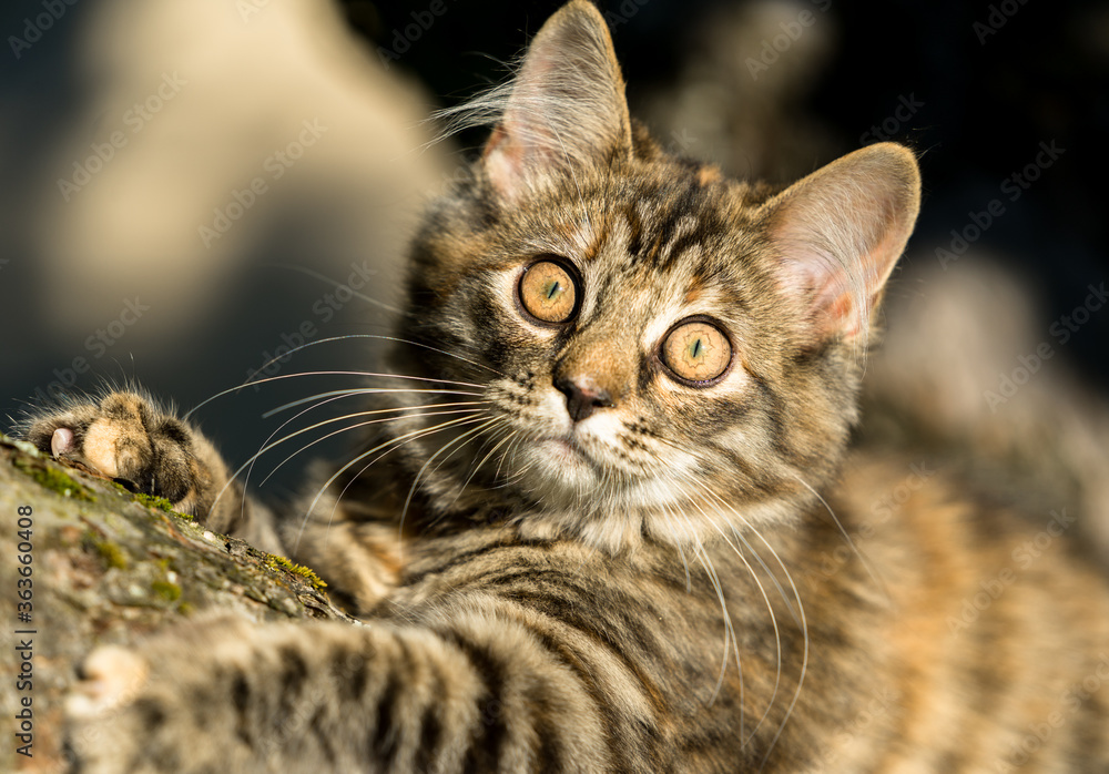 Portrait of a 4 month old mongrel cat. Latin: Felis catus. Tabby kitten climbing on tree. Her irises are dilated. She looks with wide curious eyes at the photographer. Portrait of a 4 month old mongrel cat. Latin: Felis catus. Tabby kitten climbing on tree. Her irises are dilated. She looks with wide curious eyes at the photographer.