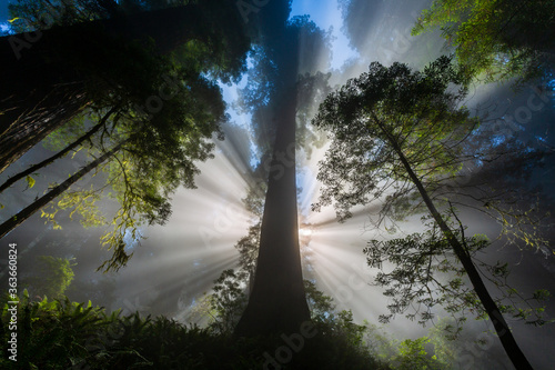 Sunbeams in the redwood forest