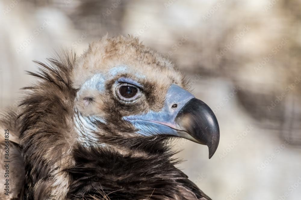 Cinereous Vulture (Aegypius monachus) in Caucasus, Republic of Dagestan, Russia Cinereous Vulture (Aegypius monachus) in Caucasus, Republic of Dagestan, Russia