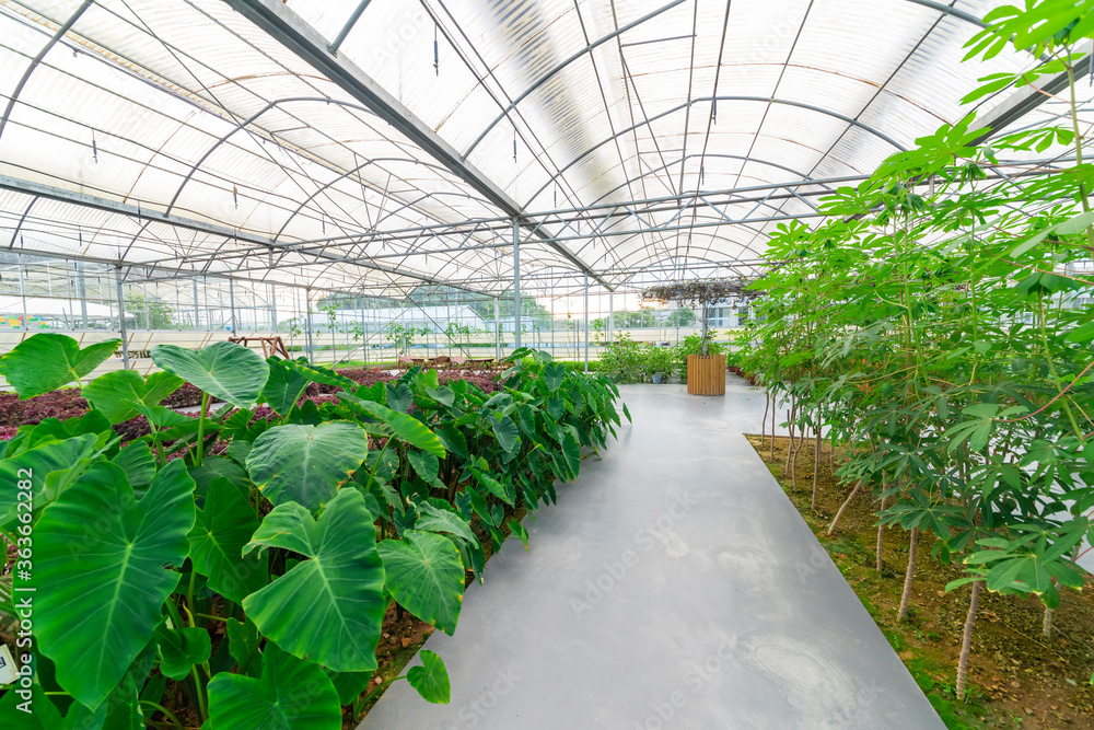 Agricultural plants grown in a modern greenhouse. Agricultural plants grown in a modern greenhouse.