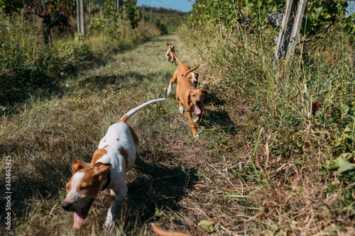 Rescued Dogs From A Street photo