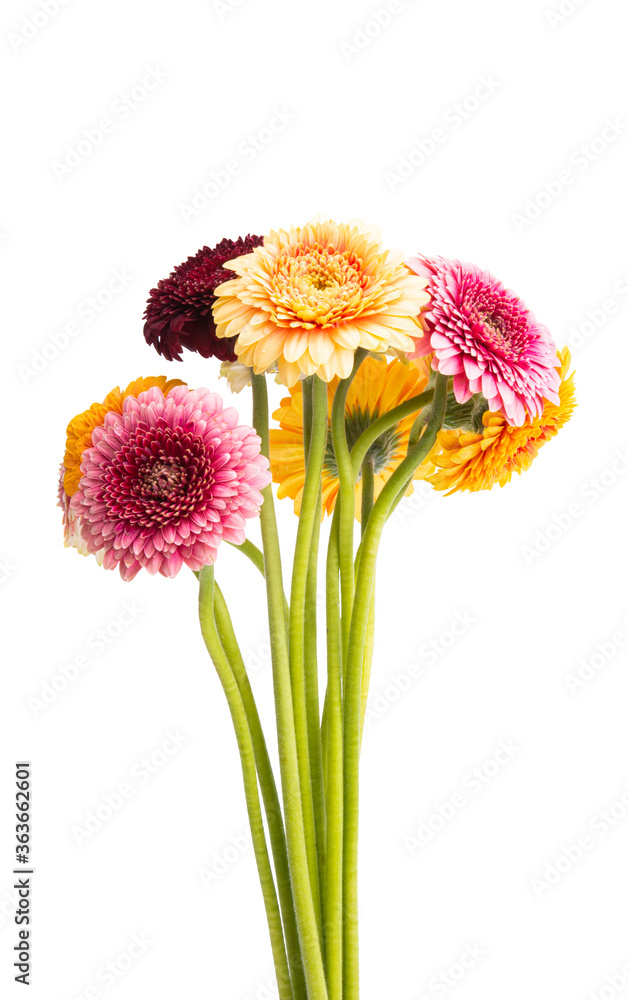 beautiful gerbera isolated beautiful gerbera isolated
