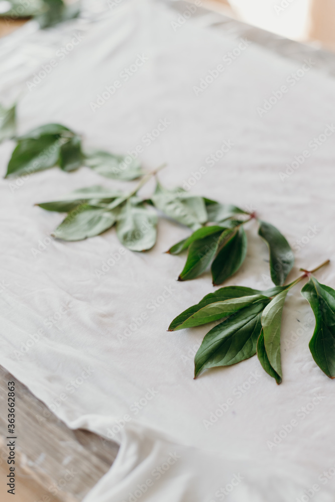 Freshly cut green leaves (basil or willow) are dried on a white tablecloth Freshly cut green leaves (basil or willow) are dried on a white tablecloth