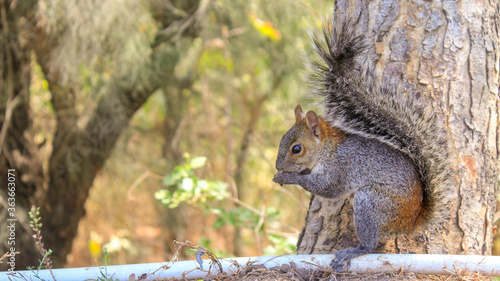 squirrel in the park