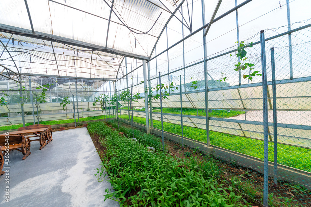 Eggplant grown in modern agricultural greenhouses. Eggplant grown in modern agricultural greenhouses.