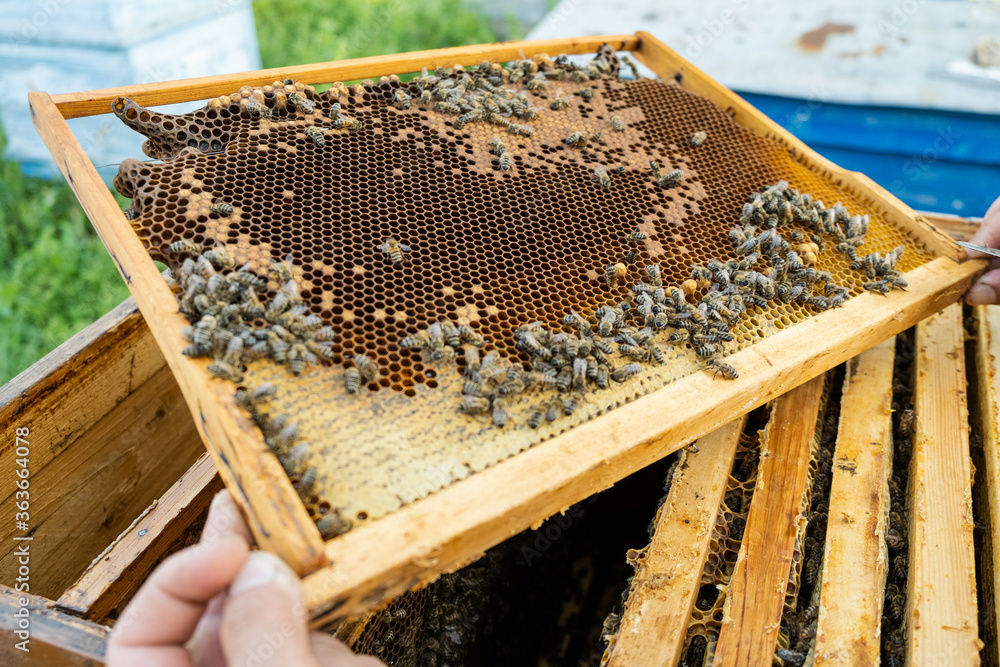 The beekeeper checks the hive. Looks at bees in the sun.