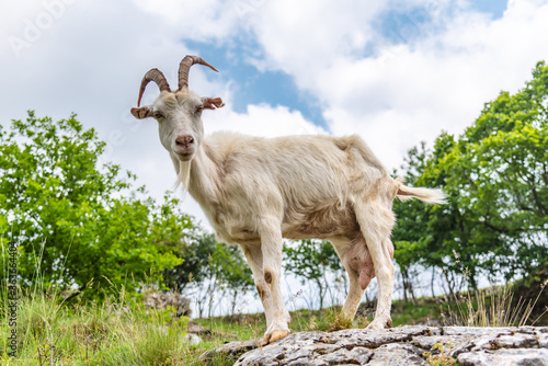 White curious goat standing on the rock. Farm mammal on the pasture