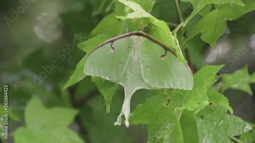 Luna moth resting on a branch after a rainstorm