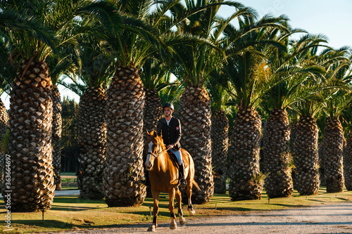 Millennial horserider riding his brown horse in a palm trees avenue day at sunset photo