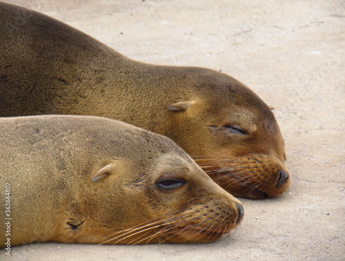 Leão Marinho Galápagos - Ecuador