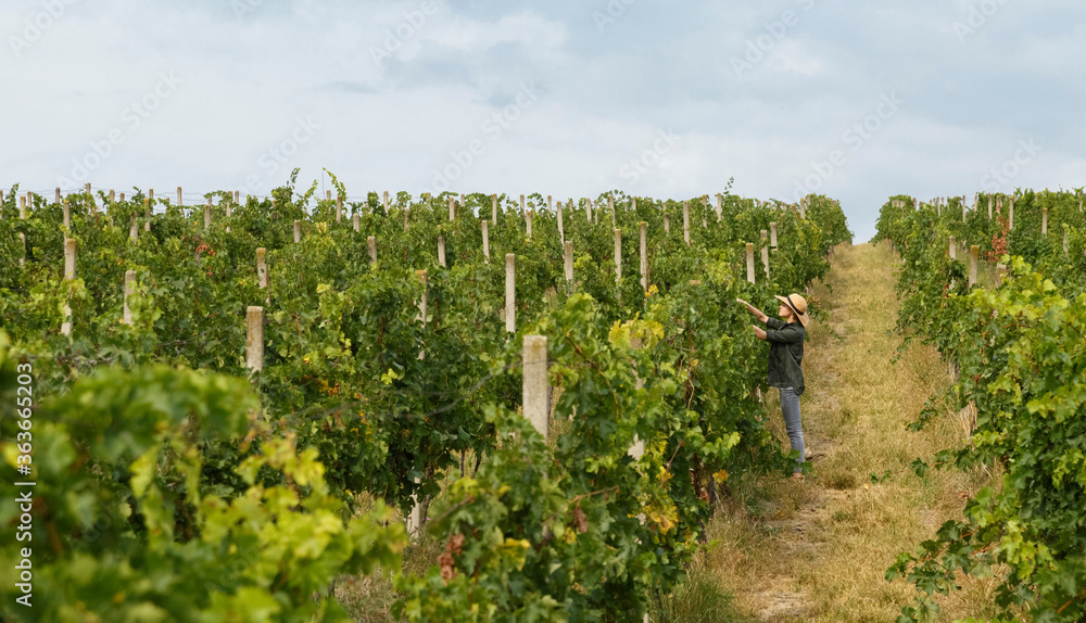 Working woman checking grapes on green vineyard Working woman checking grapes on green vineyard