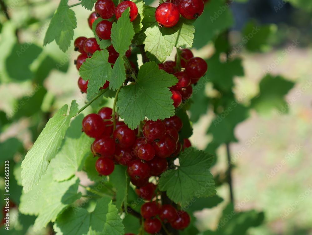 red currant berries red currant berries