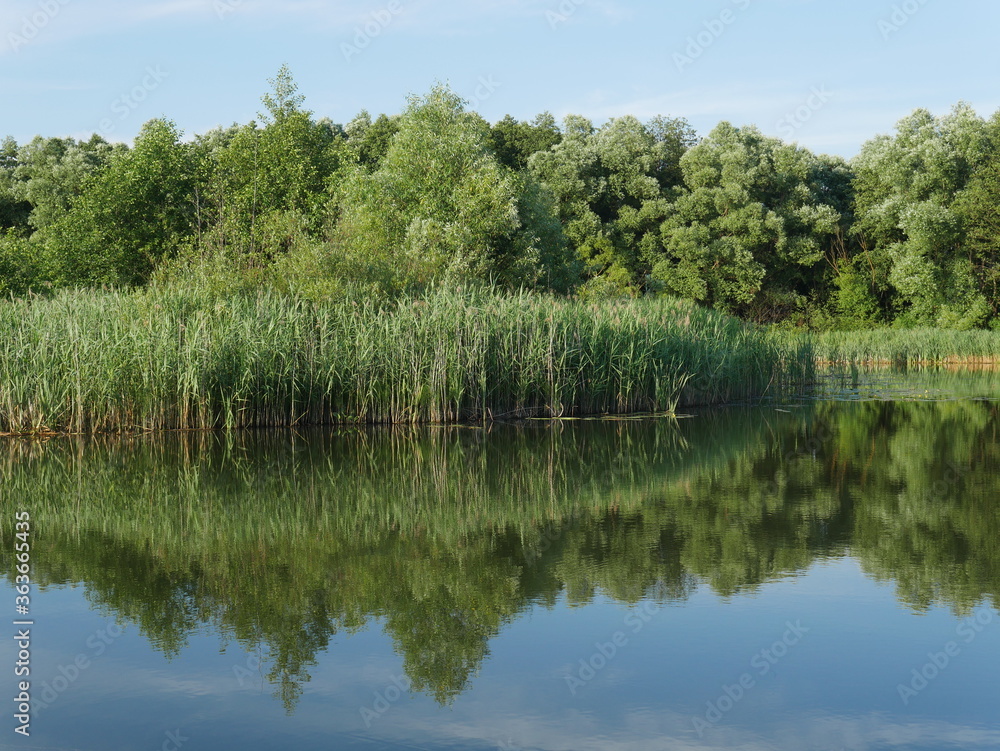 reflection of trees in water