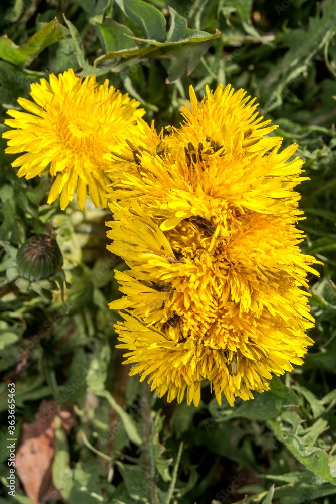 Common Dandelion (Taraxacum officinale) in meadow Common Dandelion (Taraxacum officinale) in meadow