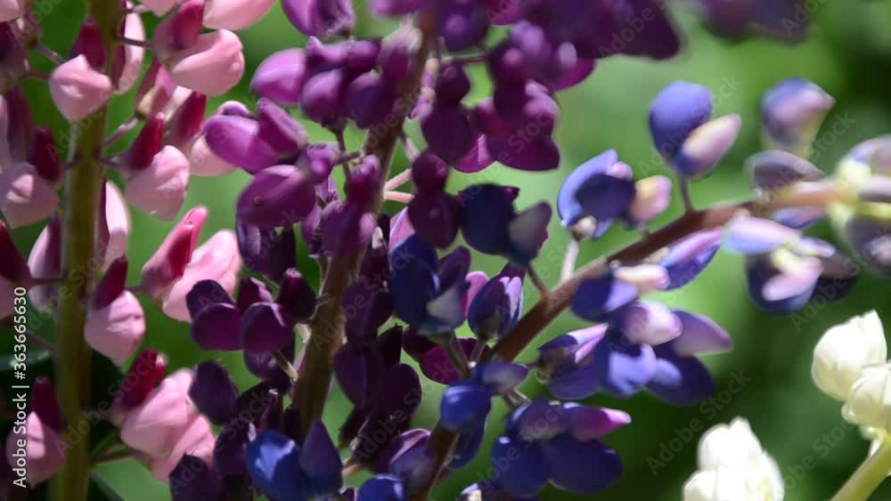 close-up of purple lupine flowers.Summer field of flowers in nature with a blurred background.selective focus. Lilac violet Lupinus close-up of purple lupine flowers.Summer field of flowers in nature with a blurred background.selective focus. Lilac violet Lupinus