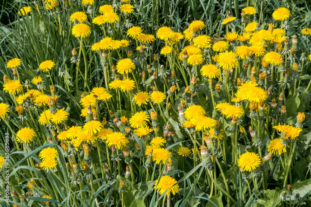 Common Dandelion (Taraxacum officinale) in meadow Common Dandelion (Taraxacum officinale) in meadow