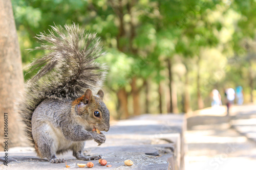 squirrel in the park