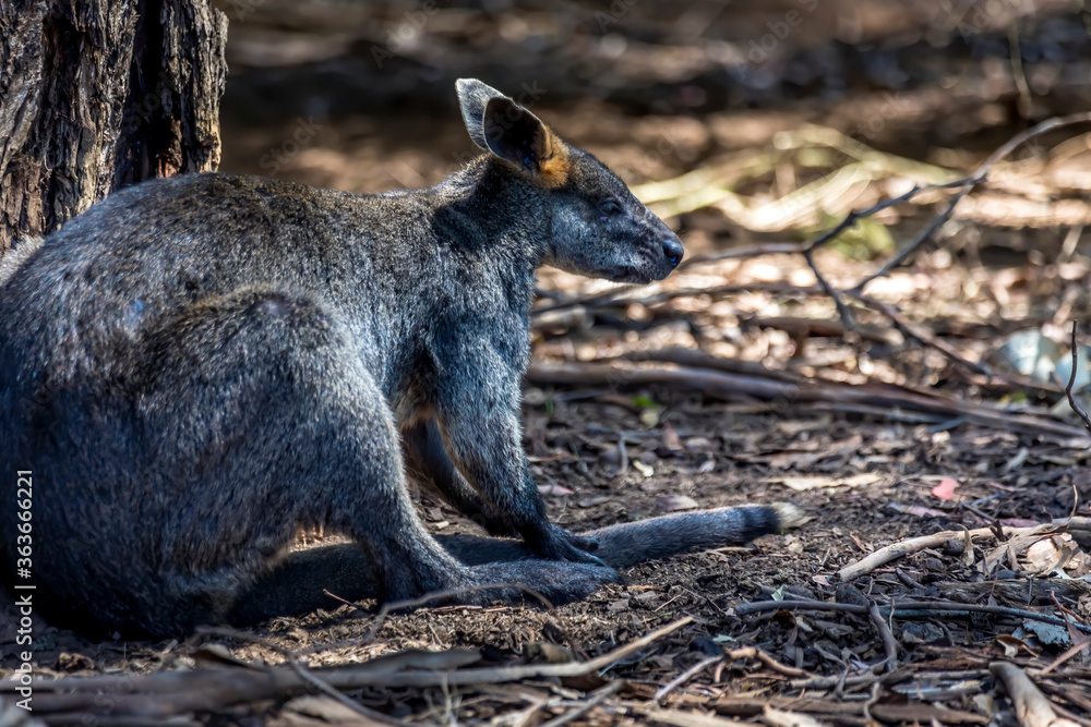 Naklejka premium Kangaroos in the wilderness of Victoria Australia during a sunny and hot day in summer.