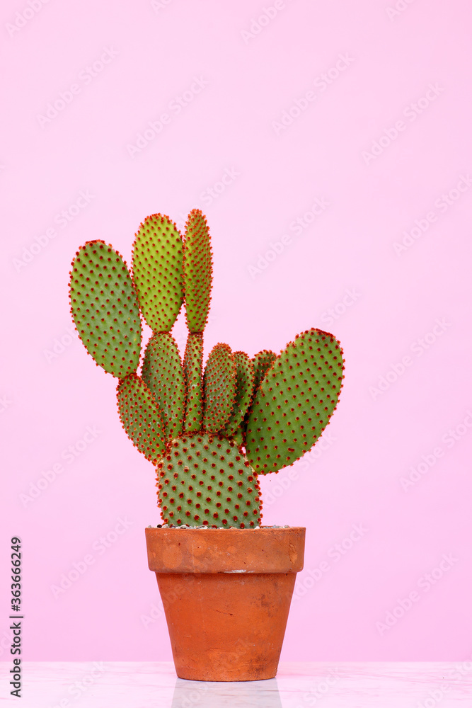 Opuntia cacti on pink background Opuntia cacti on pink background