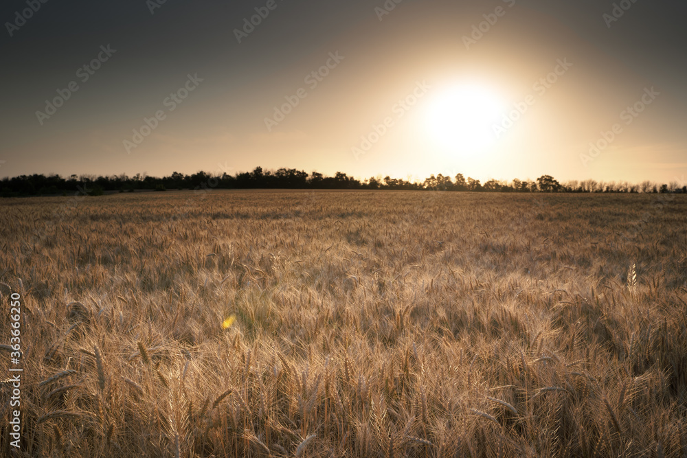 Beautiful sunset on the background of a wheat field. The setting sun on the horizon in a rural meadow area. The concept of natural beauty of crop maturation. Beautiful sunset on the background of a wheat field. The setting sun on the horizon in a rural meadow area. The concept of natural beauty of crop maturation.