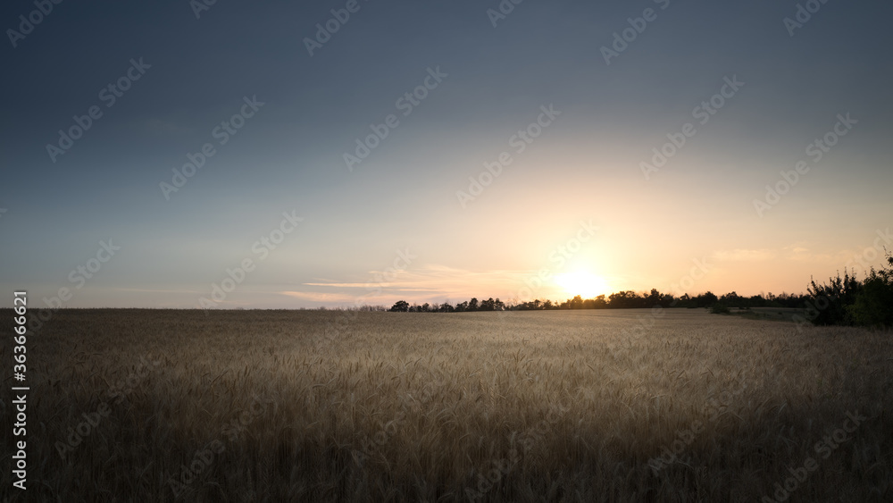 Beautiful sunset on the background of a wheat field. The setting sun on the horizon in a rural meadow area. The concept of natural beauty of crop maturation.