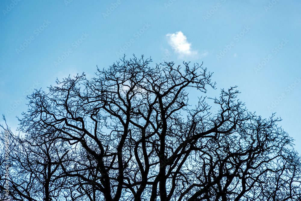 Backlighting silhouettes of bare, leafless tree branches and trunks during winter period, low angle point of view Backlighting silhouettes of bare, leafless tree branches and trunks during winter period, low angle point of view
