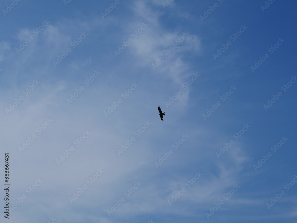 bird in flight and blue sky