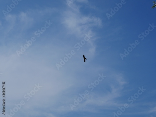 bird in flight and blue sky