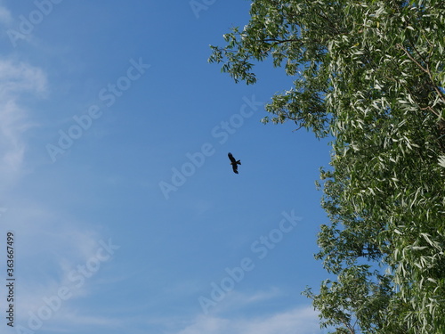 bird in flight and blue sky © Vitaly_MOKK
