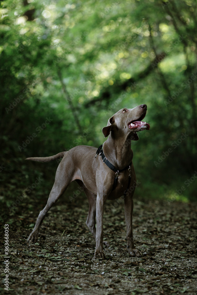 Close Up Of Weimaraner In The Forest Close Up Of Weimaraner In The Forest