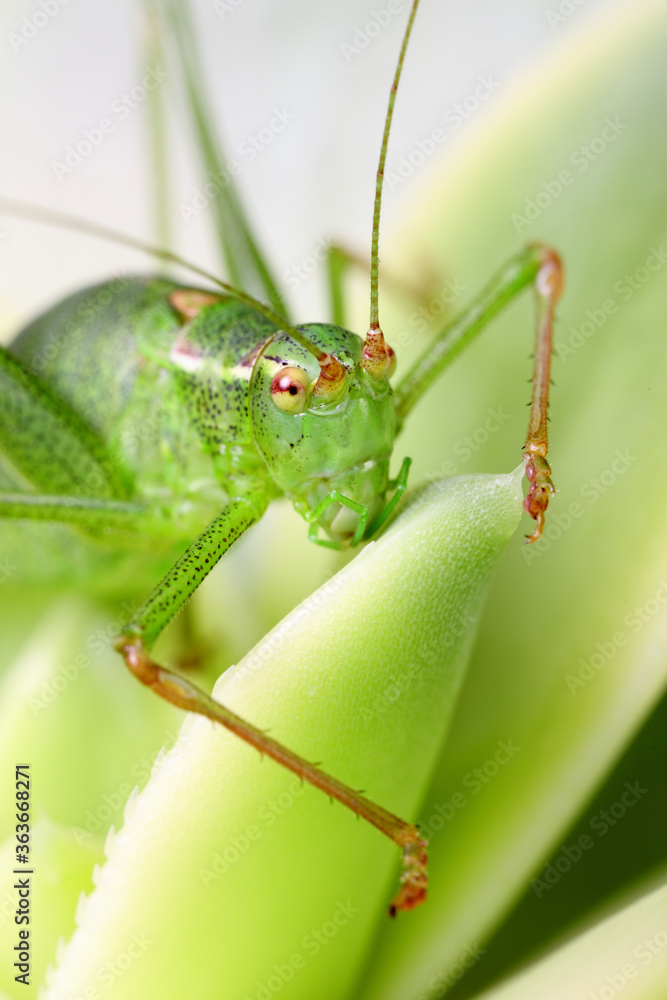 Grasshopper on succulent plant Grasshopper on succulent plant