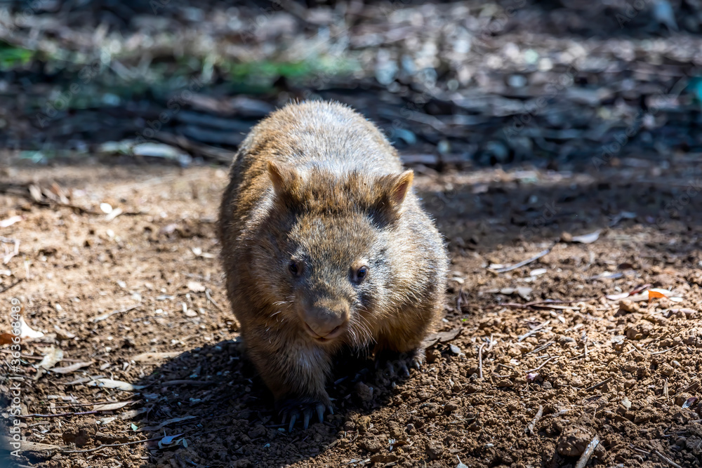 A common wombat in the wilderness of Australia during a sunny day in summer. A common wombat in the wilderness of Australia during a sunny day in summer.