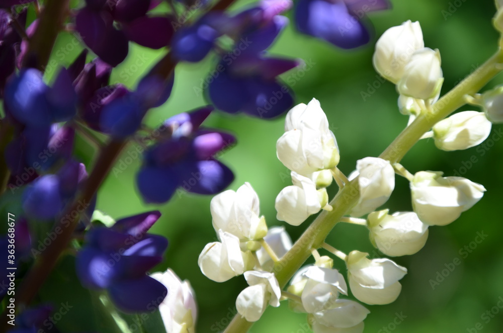 close-up of purple lupine flowers.Summer field of flowers in nature with a blurred background.selective focus. Lilac violet Lupinus close-up of purple lupine flowers.Summer field of flowers in nature with a blurred background.selective focus. Lilac violet Lupinus