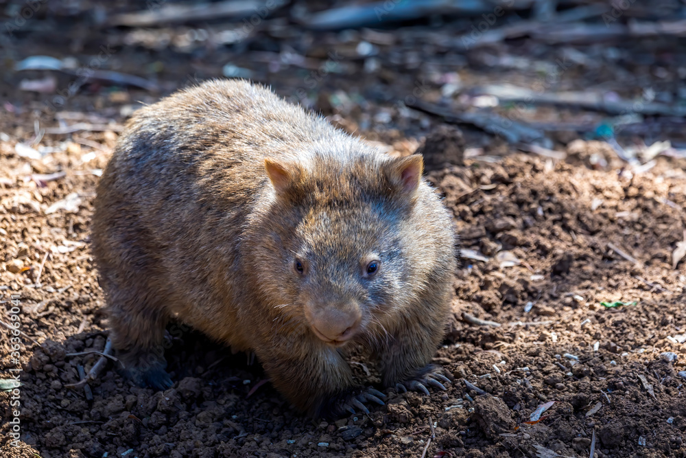 Naklejka premium A common wombat in the wilderness of Australia during a sunny day in summer.