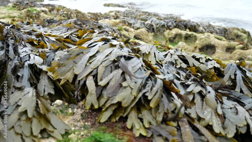 Rocky seaweed covered seascape close up with ocean waves splashing in background dolly left Rocky seaweed covered seascape close up with ocean waves splashing in background dolly left