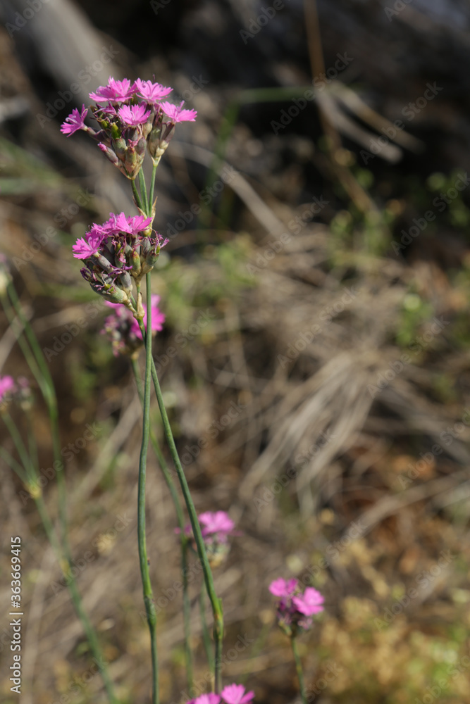 Carnation field in sunny day. Dianthus campestris. Carnation field in sunny day. Dianthus campestris.