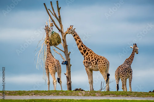 A group of Giraffes feeds on the summit of a hill in the summertime