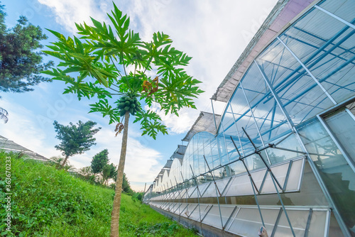 The greenhouse of modern agriculture is under the blue sky and white clouds. © 一飞 黄