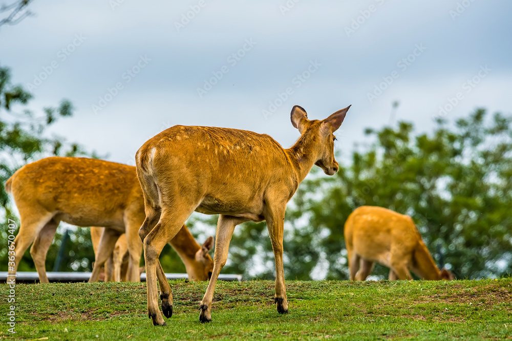 A White-Tailed Deer turns to follow her herd disappearing over the brow of a hill A White-Tailed Deer turns to follow her herd disappearing over the brow of a hill