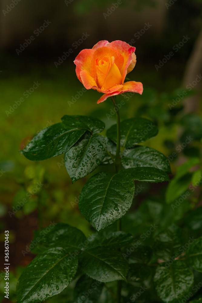Orange-red bud and rose foliage covered with drops of rainwater Orange-red bud and rose foliage covered with drops of rainwater