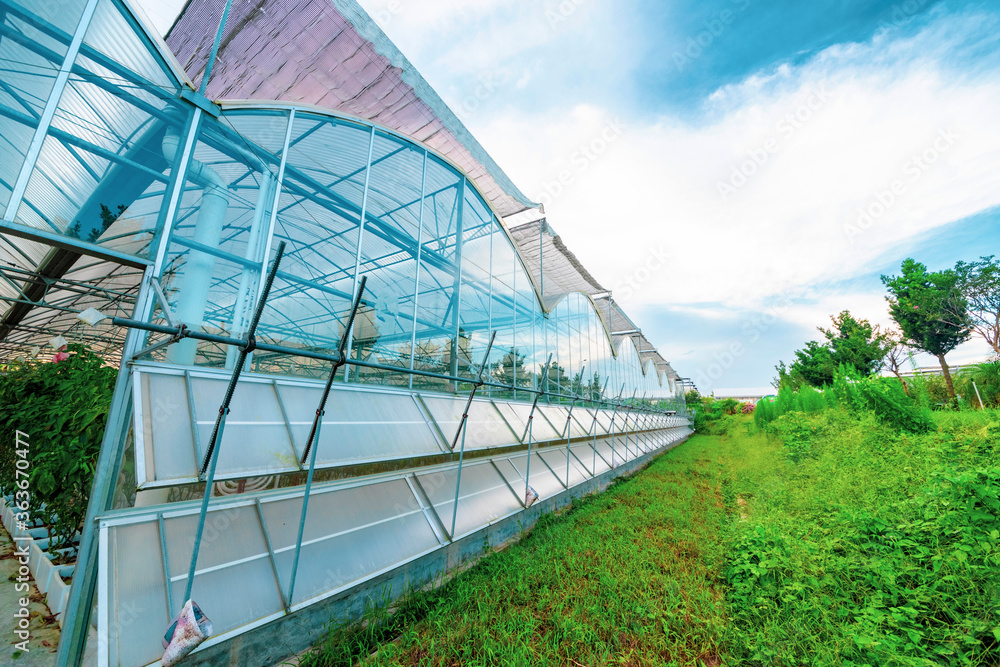 Fototapeta premium The greenhouse of modern agriculture is under the blue sky and white clouds.