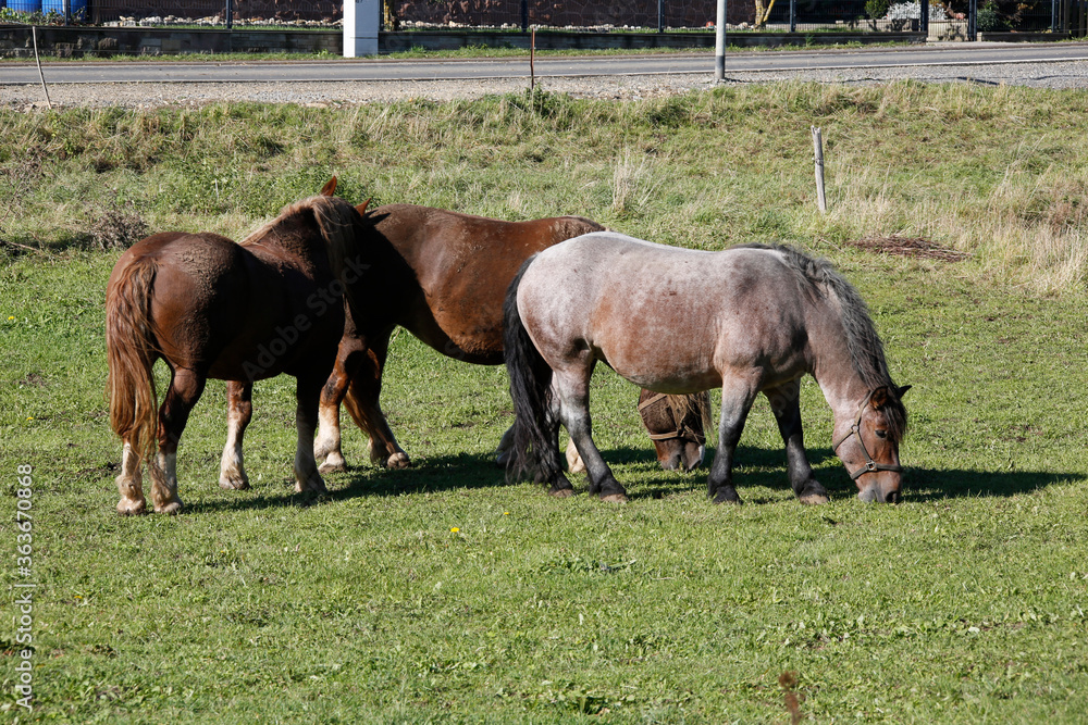 Pferde, Weide, Gras , Oepfershausen, Thueringen, Rhoen, Deutschland, Europa