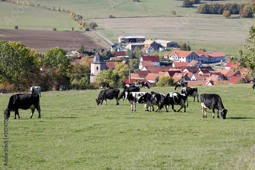Wallpaper Mural Kuh, Kühe, Rinder, Weide, Gras, Oepfershausen, Thueringen, Rhoen, Deutschland, Europa Torontodigital.ca