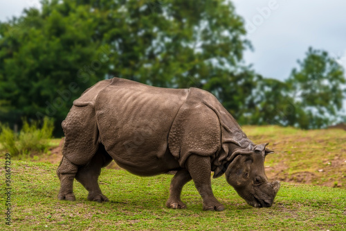 A lone Indian Rhinoceros grazing in open parkland
