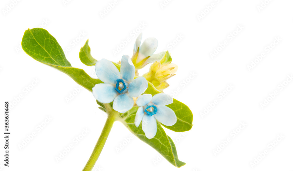 oxypetalum flower isolated