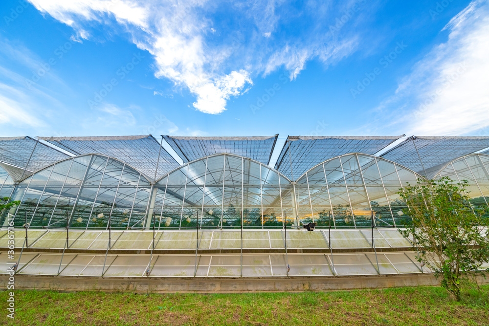 The greenhouse of modern agriculture is under the blue sky and white clouds. The greenhouse of modern agriculture is under the blue sky and white clouds.