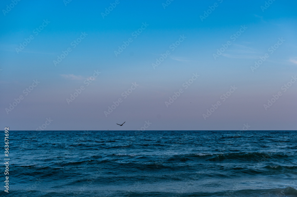 Obraz premium One Bird Flying Low Over Ocean