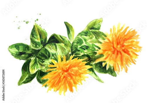 Valokuva Safflower's flowers